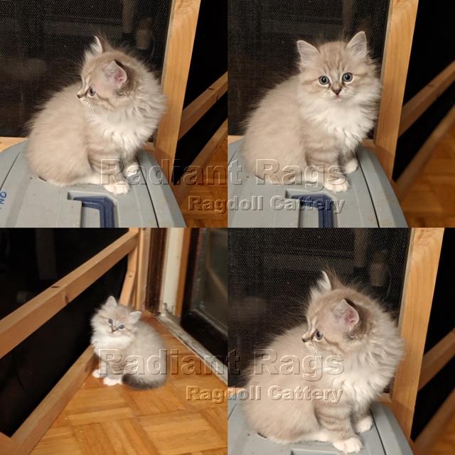 Massachusetts Ragdoll Kitten Breeder Kittens for sale Newa Massachusetts