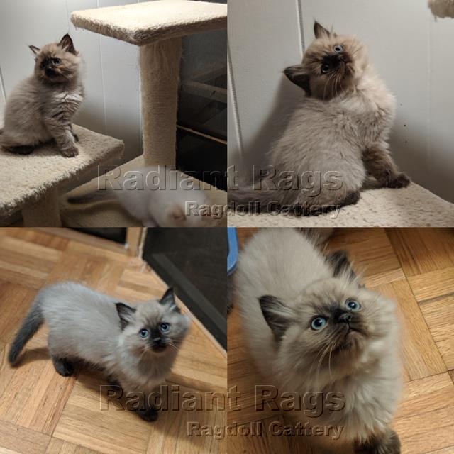 Massachusetts Ragdoll Kitten Breeder Kittens for sale Newa Massachusetts