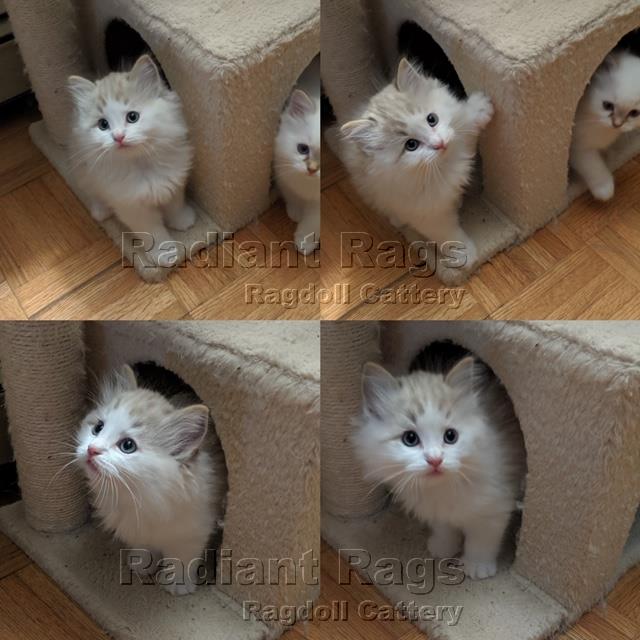 Massachusetts Ragdoll Kitten Breeder Kittens for sale Newa Massachusetts