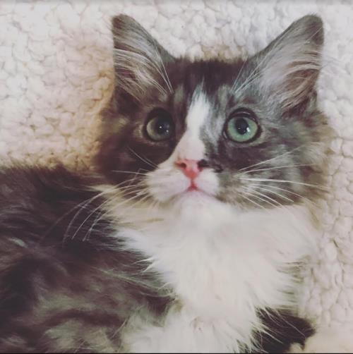 Massachusetts Ragdoll Kitten Breeder Kittens for sale Radiant Rags Ragdoll Cattery in Malden