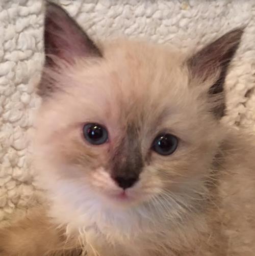 Massachusetts Ragdoll Kitten Breeder Kittens for sale Radiant Rags Ragdoll Cattery in Malden