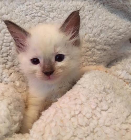 Massachusetts Ragdoll Kitten Breeder Kittens for sale Radiant Rags Ragdoll Cattery in Malden
