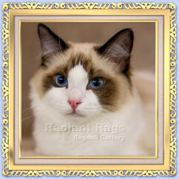 Radiant Rags Ragdoll Cattery Our 100 percent Orignal Ragdolls